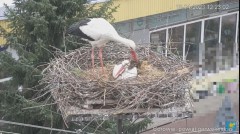 2023-04-19 12_23_12-Transmisja na żywo z gniazda rodziny bocianów w Borowiu, powiat garwoliński - Yo.jpg