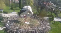 2023-04-23 10_37_00-Gniazdo bociana Tyrawa Wołoska - kamera na żywo WebCamera.pl – Maxthon.jpg