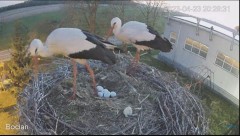 2023-04-23 20_31_27-(1) #Bocian na żywo z #gniazdo pod Zambrowem #WhiteStork #nest #livecam w #zambr.jpg