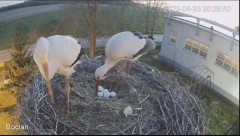2023-04-23 20_31_36-(1) #Bocian na żywo z #gniazdo pod Zambrowem #WhiteStork #nest #livecam w #zambr.jpg