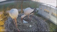 2023-04-23 20_31_37-(1) #Bocian na żywo z #gniazdo pod Zambrowem #WhiteStork #nest #livecam w #zambr.jpg