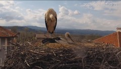 2023-04-23 20_57_30-Камера предава на живо от гнездо на щъркели в село Драгушиново_Camera from a sto.jpg