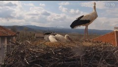 2023-04-23 20_58_41-Камера предава на живо от гнездо на щъркели в село Драгушиново_Camera from a sto.jpg