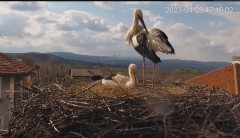 2023-04-23 20_58_49-Камера предава на живо от гнездо на щъркели в село Драгушиново_Camera from a sto.jpg