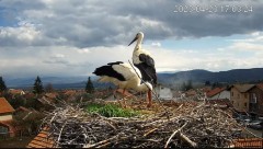 2023-04-23 21_03_05-Камера предава на живо от гнездо на щъркели в село Ярлово_ Camera from a stork's.jpg