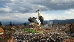 2023-04-23 21_03_21-Камера предава на живо от гнездо на щъркели в село Ярлово_ Camera from a stork's.jpg