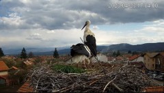 2023-04-23 21_03_41-Камера предава на живо от гнездо на щъркели в село Ярлово_ Camera from a stork's.jpg