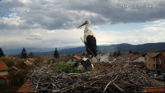 2023-04-23 21_03_46-Камера предава на живо от гнездо на щъркели в село Ярлово_ Camera from a stork's.jpg