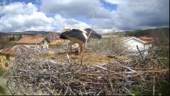 2023-04-23 21_07_05-Камера предава на живо от гнездо на щъркели в село Ярлово_ Camera from a stork's.jpg
