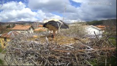 2023-04-23 21_07_14-Камера предава на живо от гнездо на щъркели в село Ярлово_ Camera from a stork's.jpg