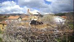 2023-04-23 21_07_22-Камера предава на живо от гнездо на щъркели в село Ярлово_ Camera from a stork's.jpg
