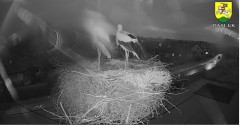 2023-04-25 20_24_44-BOCIANY kamera na żywo z gniazda w Pasłęku – Maxthon.jpg