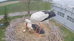 2023-04-25 21_38_23-#Bocian na żywo z #gniazdo pod Zambrowem #WhiteStork #nest #livecam w #zambrow #.jpg
