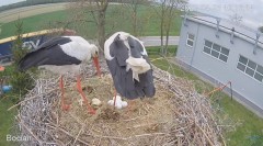 2023-04-25 21_38_39-#Bocian na żywo z #gniazdo pod Zambrowem #WhiteStork #nest #livecam w #zambrow #.jpg