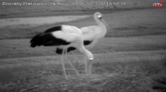 2023-04-26 20_20_40-Bocian LIVE E.1 - Polskie Towarzystwo Ochrony Ptaków – Maxthon.jpg