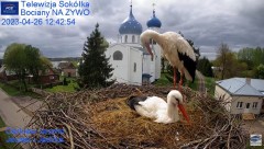 2023-04-26 22_44_09-Gniazdo Bocianie - Telewizja Sokółka [NA ŻYWO] _ IP Camera_ Stork's nest [LIVE] .jpg