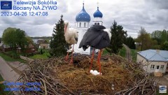 2023-04-26 22_45_08-Gniazdo Bocianie - Telewizja Sokółka [NA ŻYWO] _ IP Camera_ Stork's nest [LIVE] .jpg