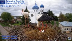 2023-04-26 22_45_16-Gniazdo Bocianie - Telewizja Sokółka [NA ŻYWO] _ IP Camera_ Stork's nest [LIVE] .jpg
