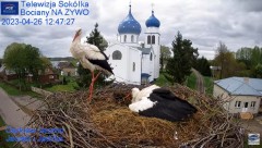 2023-04-26 22_45_27-Gniazdo Bocianie - Telewizja Sokółka [NA ŻYWO] _ IP Camera_ Stork's nest [LIVE] .jpg