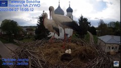2023-04-27 22_49_22-Gniazdo Bocianie - Telewizja Sokółka [NA ŻYWO] _ IP Camera_ Stork's nest [LIVE] .jpg
