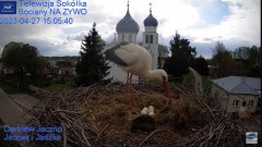 2023-04-27 22_49_47-Gniazdo Bocianie - Telewizja Sokółka [NA ŻYWO] _ IP Camera_ Stork's nest [LIVE] .jpg