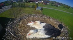 2023-04-30 21_18_49-Projekt Sąsiad Bocian - transmisja na żywo znad gniazda bociana białego w Woli Z.jpg
