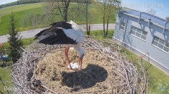 2023-05-01 23_40_49-#Bocian na żywo z #gniazdo pod Zambrowem #WhiteStork #nest #livecam w #zambrow #.jpg