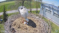 2023-05-01 23_41_00-#Bocian na żywo z #gniazdo pod Zambrowem #WhiteStork #nest #livecam w #zambrow #.jpg