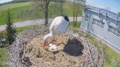 2023-05-01 23_41_11-#Bocian na żywo z #gniazdo pod Zambrowem #WhiteStork #nest #livecam w #zambrow #.jpg