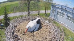 2023-05-01 23_41_19-#Bocian na żywo z #gniazdo pod Zambrowem #WhiteStork #nest #livecam w #zambrow #.jpg
