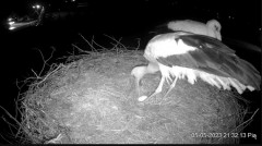 2023-05-05 22_09_09-Projekt Sąsiad Bocian - transmisja na żywo znad gniazda bociana białego w Woli Z.jpg