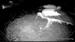 2023-05-05 22_09_37-Projekt Sąsiad Bocian - transmisja na żywo znad gniazda bociana białego w Woli Z.jpg