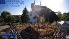2023-05-07 20_10_29-Gniazdo Bocianie - Telewizja Sokółka [NA ŻYWO] _ IP Camera_ Stork's nest [LIVE] .jpg