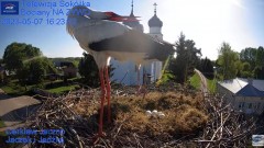 2023-05-07 20_11_53-Gniazdo Bocianie - Telewizja Sokółka [NA ŻYWO] _ IP Camera_ Stork's nest [LIVE] .jpg