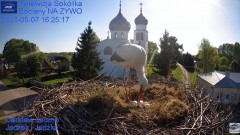 2023-05-07 20_13_12-Gniazdo Bocianie - Telewizja Sokółka [NA ŻYWO] _ IP Camera_ Stork's nest [LIVE] .jpg