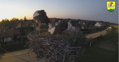 2023-05-09 20_57_50-BOCIANY kamera na żywo z gniazda w Pasłęku – Maxthon.jpg