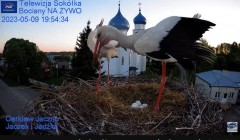 2023-05-09 22_08_09-Gniazdo Bocianie - Telewizja Sokółka [NA ŻYWO] _ IP Camera_ Stork's nest [LIVE] .jpg