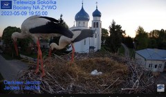 2023-05-09 22_08_35-Gniazdo Bocianie - Telewizja Sokółka [NA ŻYWO] _ IP Camera_ Stork's nest [LIVE] .jpg