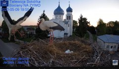 2023-05-09 22_09_02-Gniazdo Bocianie - Telewizja Sokółka [NA ŻYWO] _ IP Camera_ Stork's nest [LIVE] .jpg