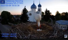 2023-05-09 22_09_11-Gniazdo Bocianie - Telewizja Sokółka [NA ŻYWO] _ IP Camera_ Stork's nest [LIVE] .jpg