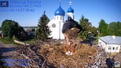 2023-05-14 12_04_23-Gniazdo Bocianie - Telewizja Sokółka [NA ŻYWO] _ IP Camera_ Stork's nest [LIVE] .jpg
