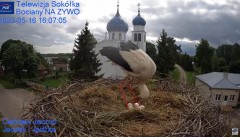 2023-05-16 21_53_48-Gniazdo Bocianie - Telewizja Sokółka [NA ŻYWO] _ IP Camera_ Stork's nest [LIVE] .jpg