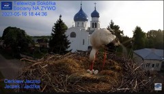 2023-05-16 22_01_08-Gniazdo Bocianie - Telewizja Sokółka [NA ŻYWO] _ IP Camera_ Stork's nest [LIVE] .jpg