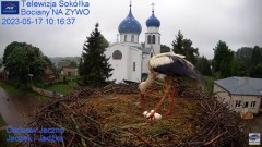 2023-05-17 11_18_31-Gniazdo Bocianie - Telewizja Sokółka [NA ŻYWO] _ IP Camera_ Stork's nest [LIVE] .jpg