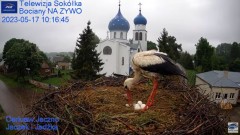 2023-05-17 11_18_40-Gniazdo Bocianie - Telewizja Sokółka [NA ŻYWO] _ IP Camera_ Stork's nest [LIVE] .jpg