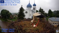 2023-05-17 11_18_41-Gniazdo Bocianie - Telewizja Sokółka [NA ŻYWO] _ IP Camera_ Stork's nest [LIVE] .jpg