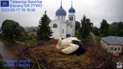 2023-05-17 11_18_50-Gniazdo Bocianie - Telewizja Sokółka [NA ŻYWO] _ IP Camera_ Stork's nest [LIVE] .jpg