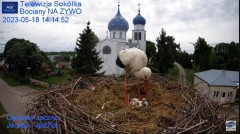 2023-05-18 19_42_57-Gniazdo Bocianie - Telewizja Sokółka [NA ŻYWO] _ IP Camera_ Stork's nest [LIVE] .jpg
