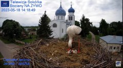 2023-05-18 19_43_20-Gniazdo Bocianie - Telewizja Sokółka [NA ŻYWO] _ IP Camera_ Stork's nest [LIVE] .jpg
