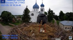 2023-05-18 19_47_58-Gniazdo Bocianie - Telewizja Sokółka [NA ŻYWO] _ IP Camera_ Stork's nest [LIVE] .jpg
